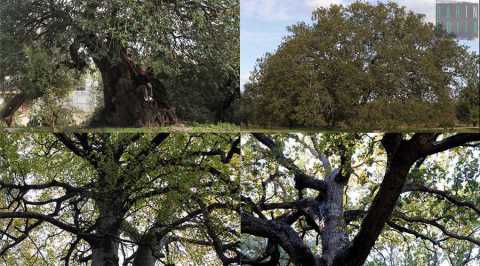 Dal Faggio dei baracconi alla Quercia di Macr: ecco i 74 alberi monumentali della Puglia